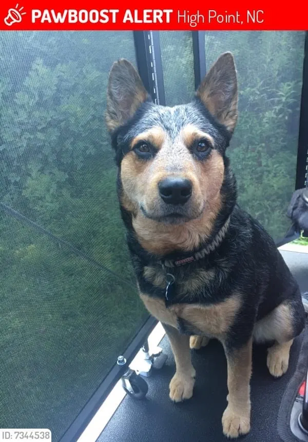 Lost dog in High Point, NC, 27265