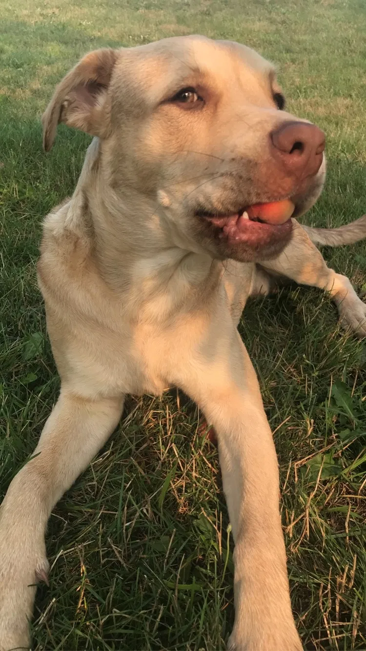 Lost dog in Savannah, NY, 13146