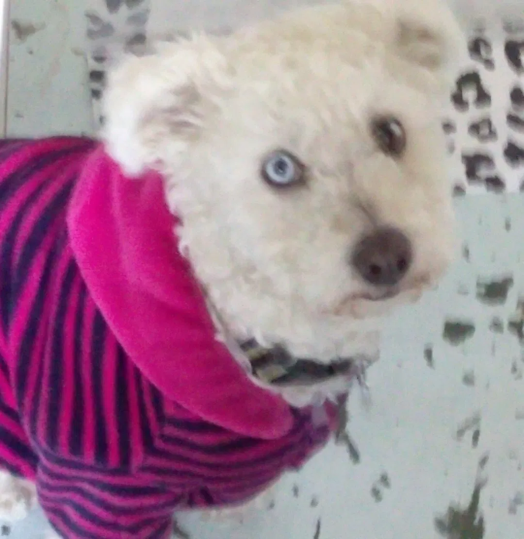 Lost dog in Los Angeles, CA, 90015