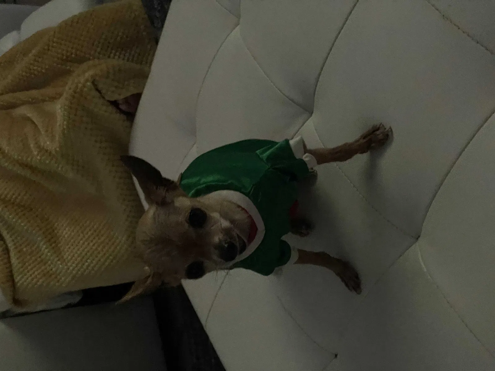 Lost dog in Slidell, LA, 70458