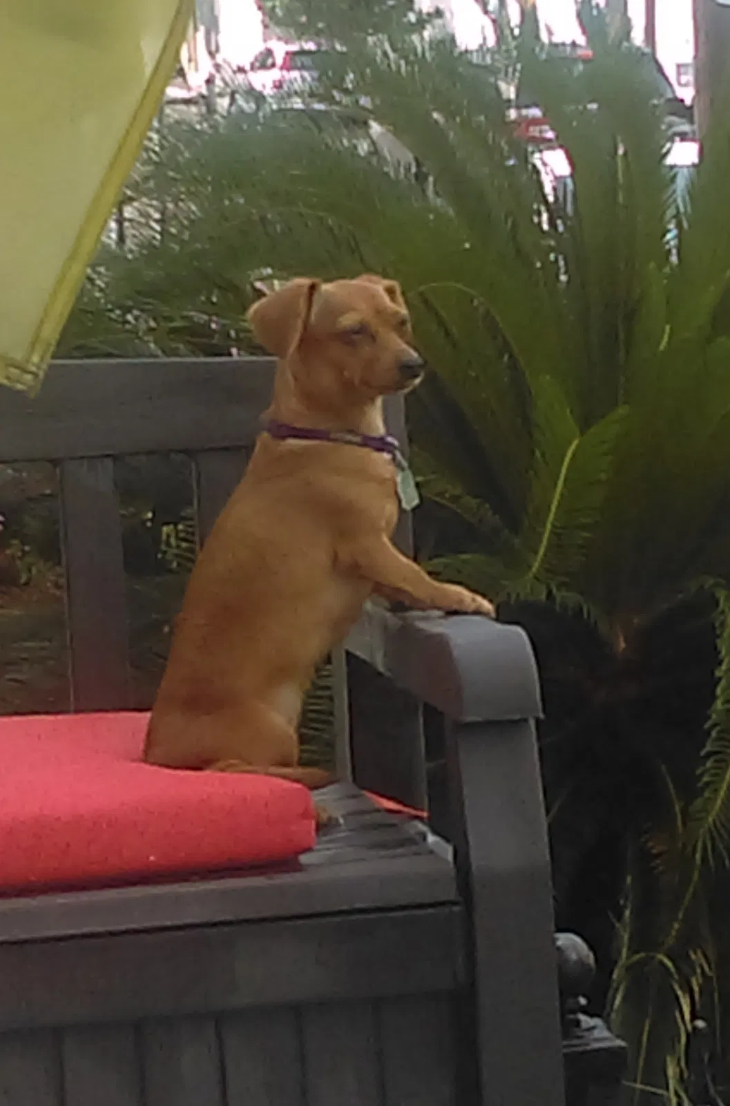 Lost dog in Haines City, FL, 33844
