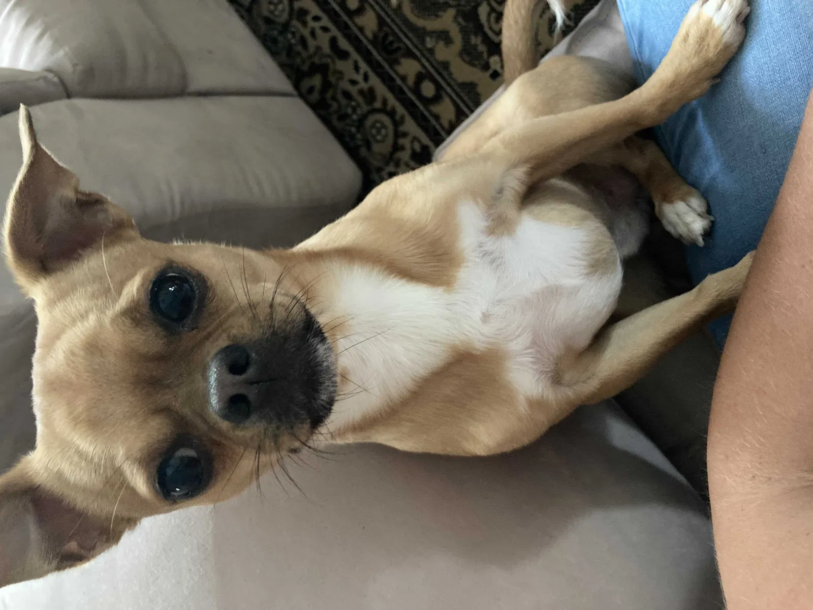 Lost dog in Louisville, KY, 40214