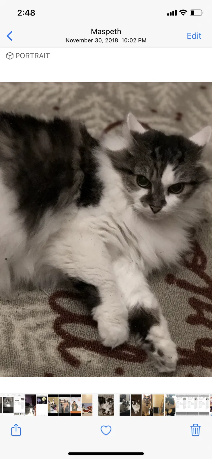 Lost cat in Maspeth, NY, 11378