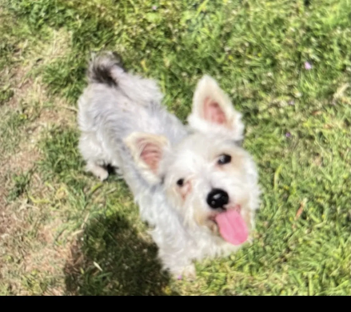 Lost dog in Lubbock, TX, 79416