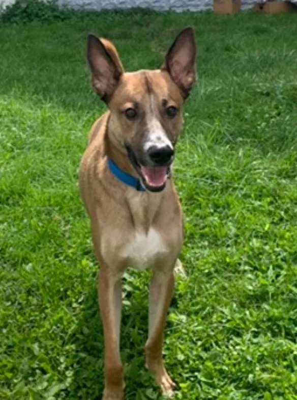 Lost dog in Unknown, NY, 0