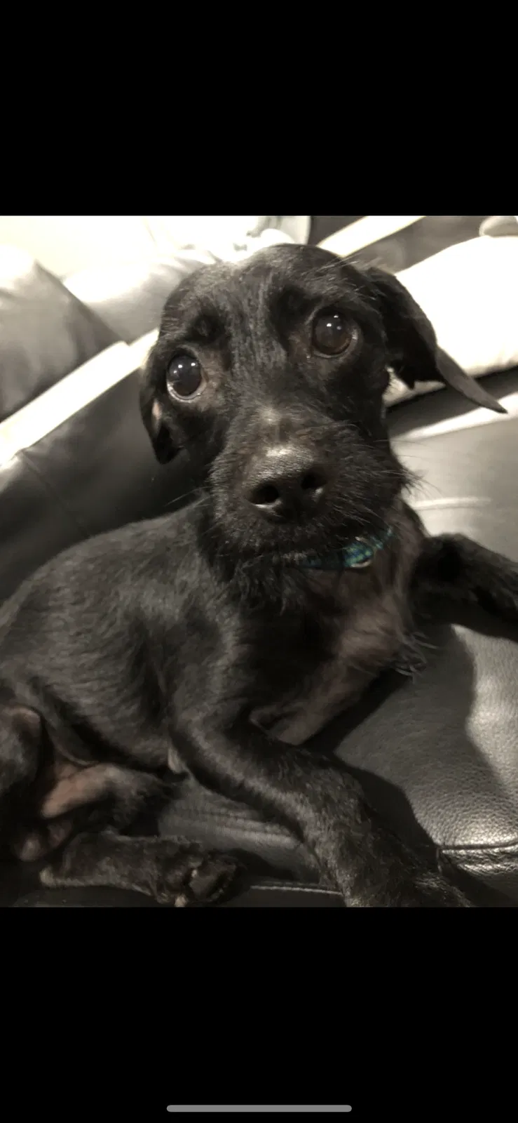 Lost dog in Chicago, IL, 60625
