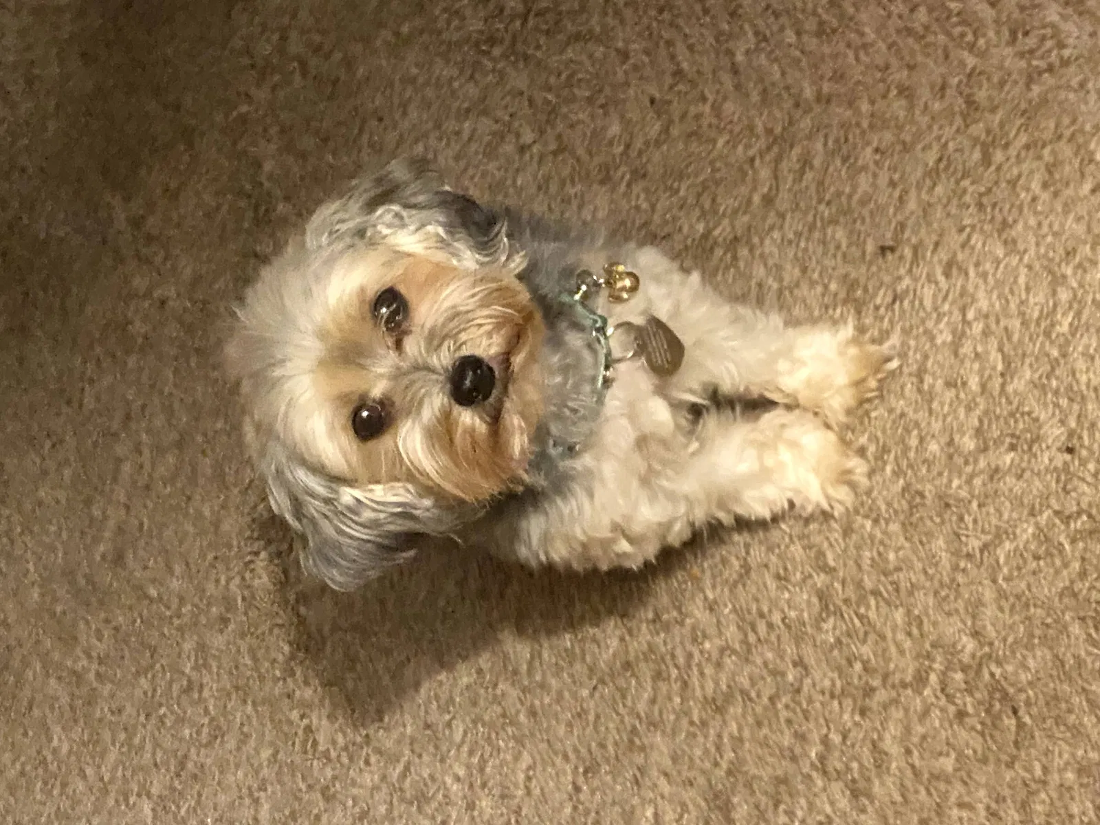Lost dog in Maple Heights, OH, 44137