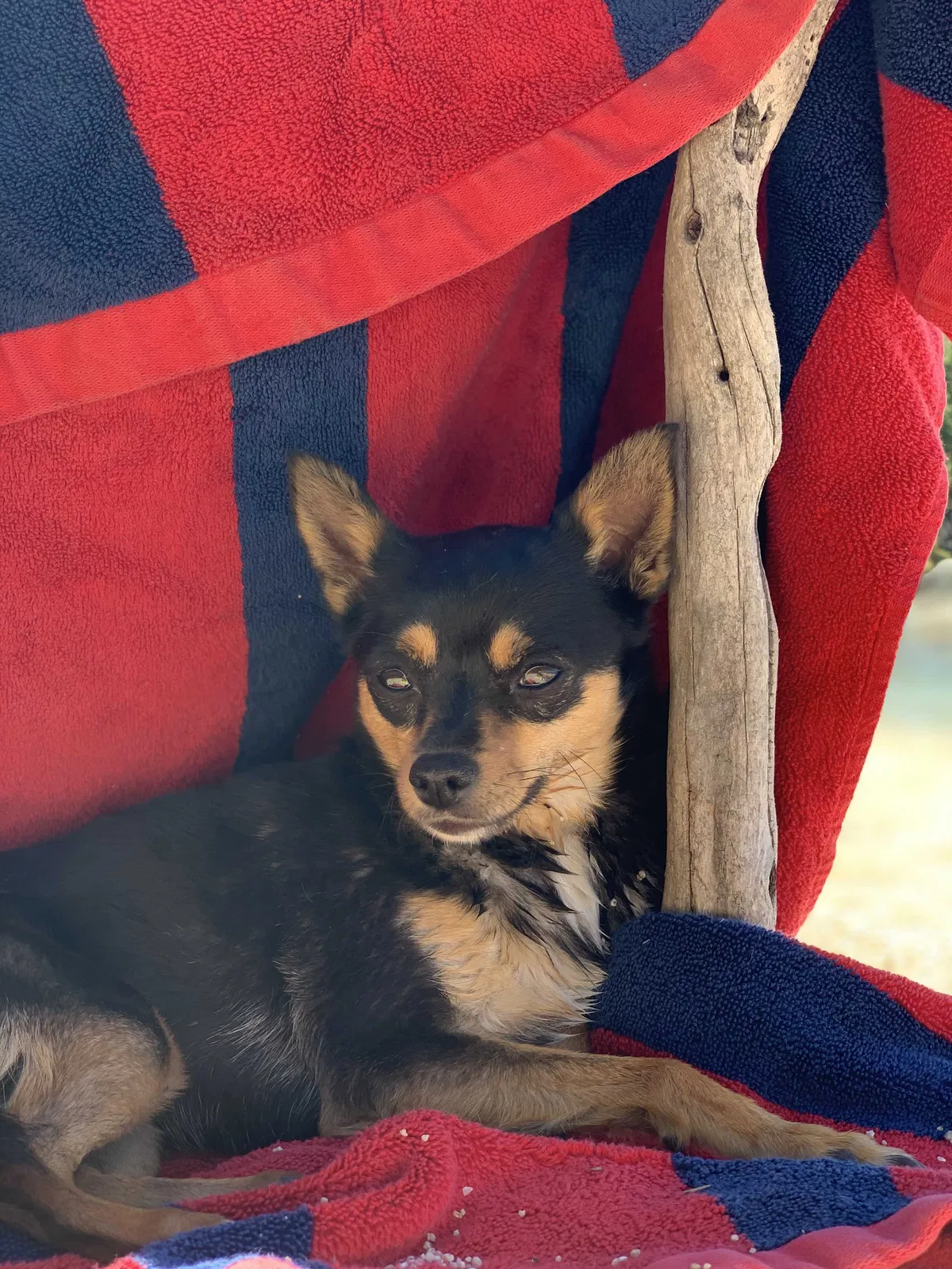 Lost dog in Reno, NV, 89519