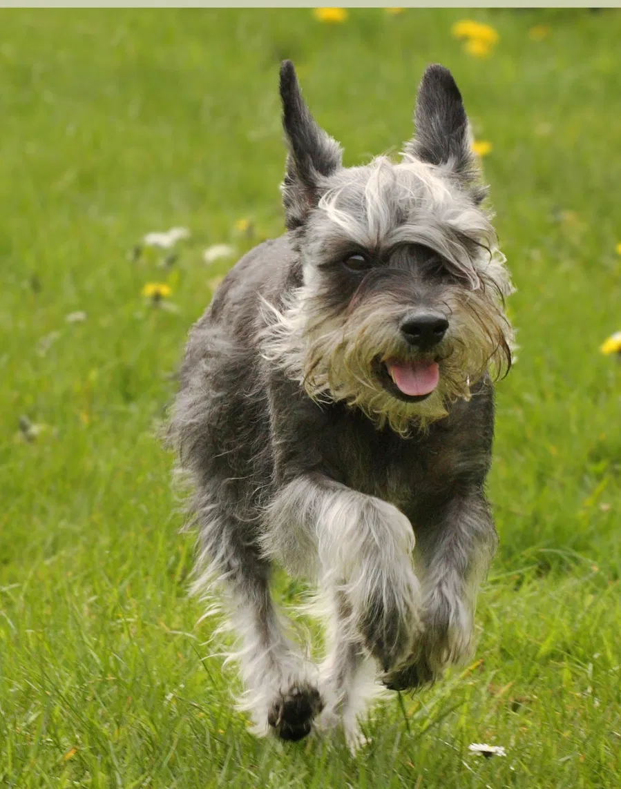 Lost dog in Bakersfield, CA, 93306