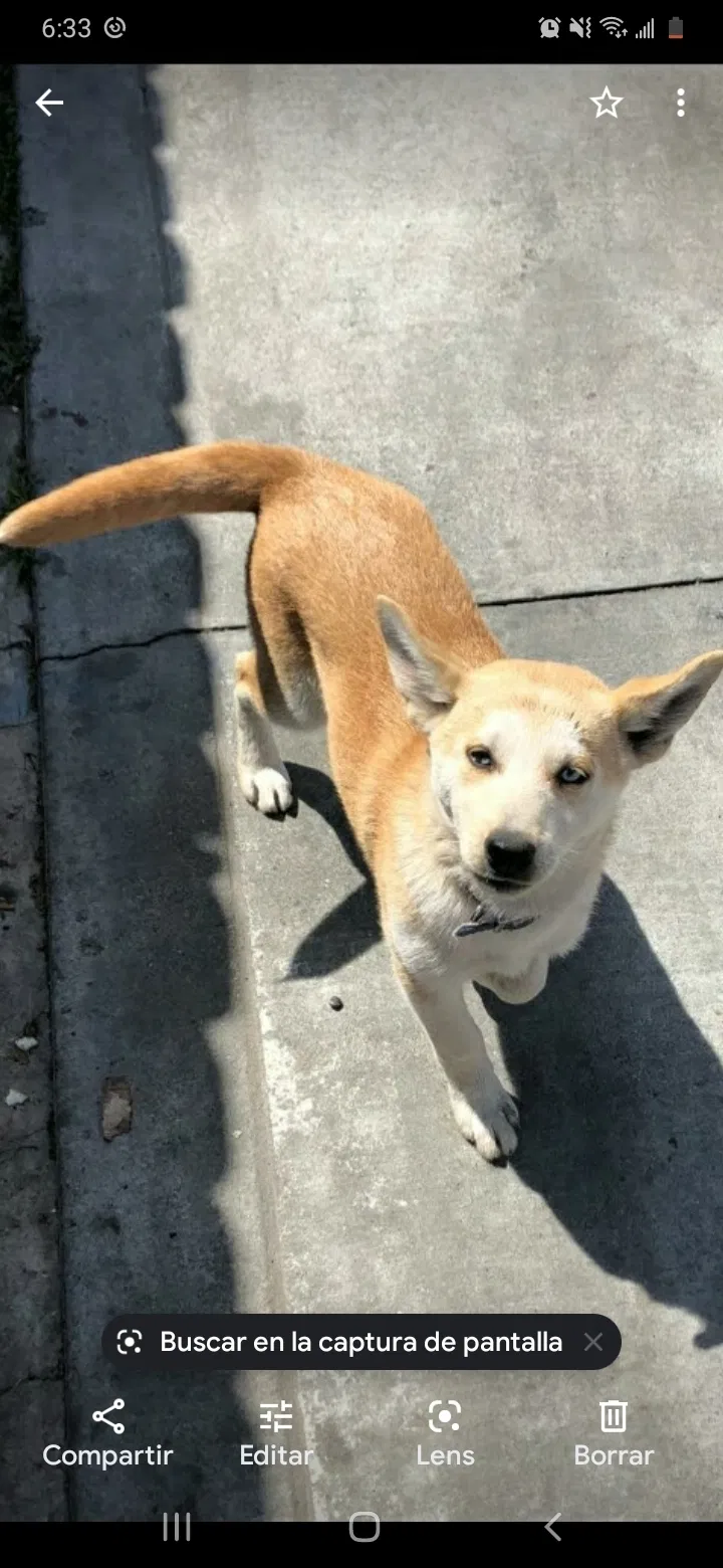 Lost dog in Los Angeles, CA, 90062