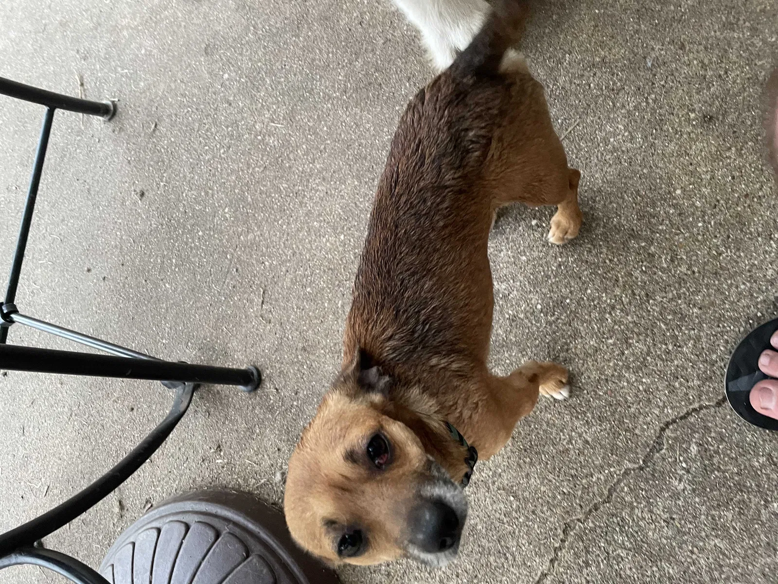 Found dog in Fort Hood, TX, 76544