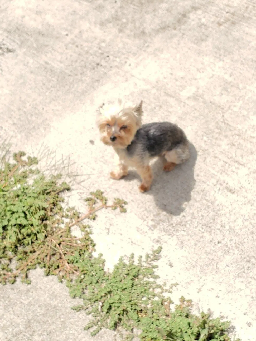 Lost dog in Elk Grove, CA, 95624