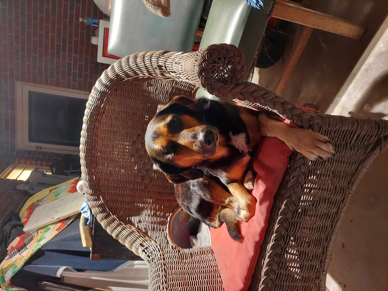 Found dog in Panama City, FL, 32405