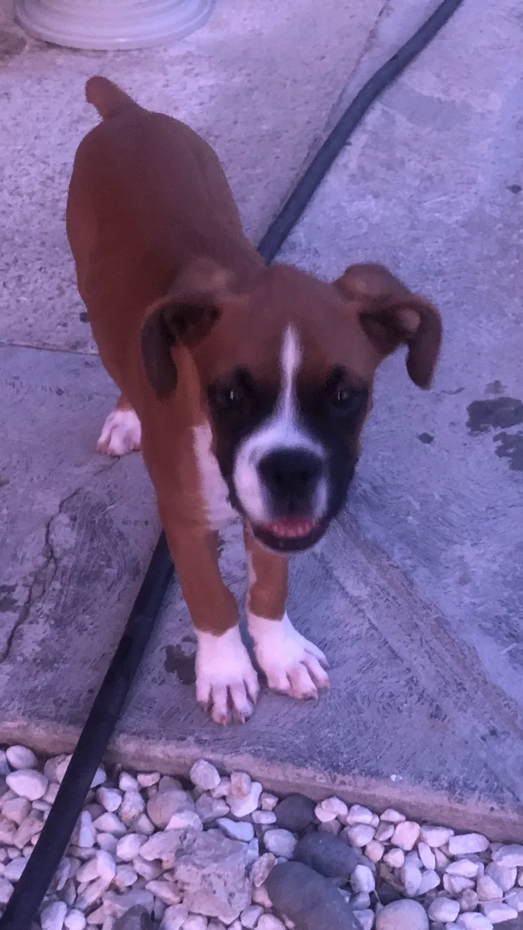 Lost dog in Reedley, CA, 93654