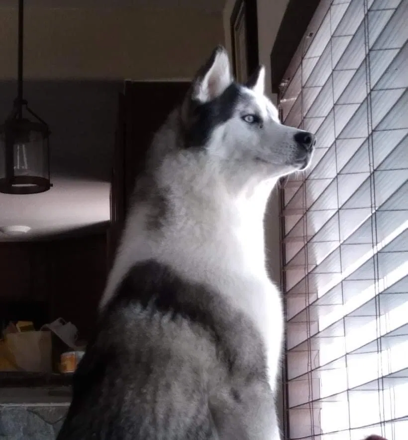 Lost dog in Vallejo, CA, 94590
