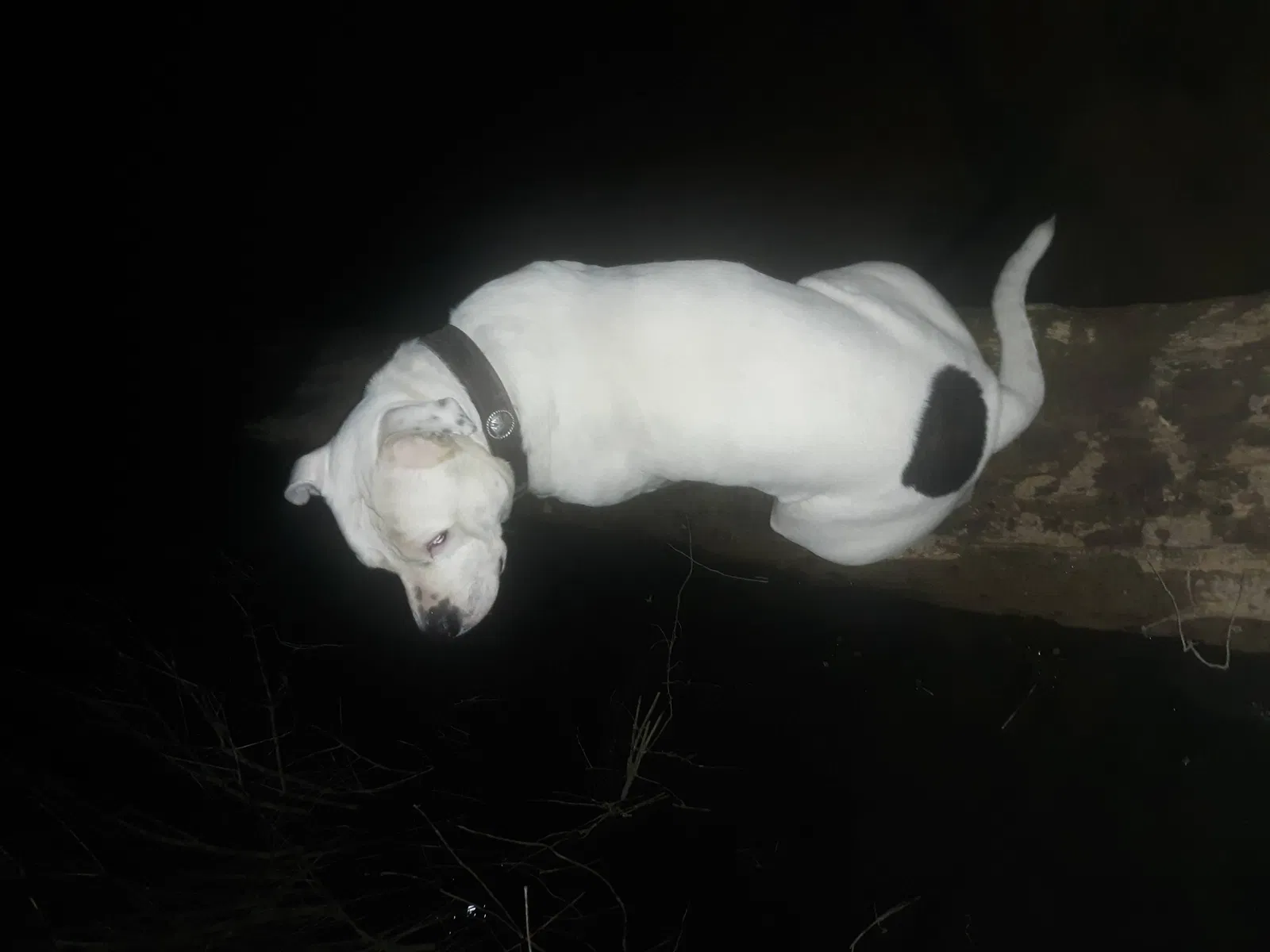 Lost dog in Rogers, AR, 72758