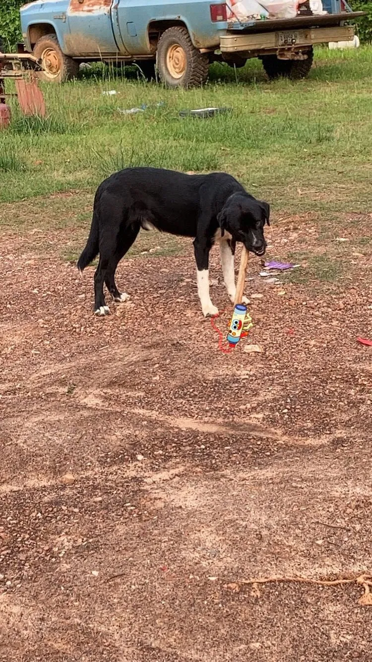 Lost dog in Saluda, SC, 29138