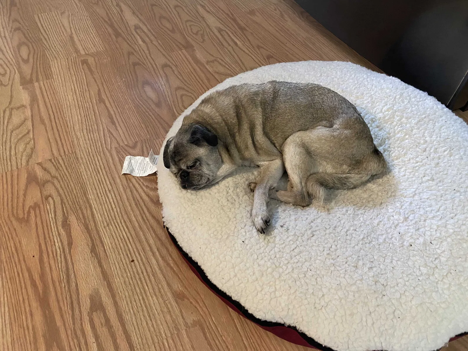 Lost dog in High Point, NC, 27265