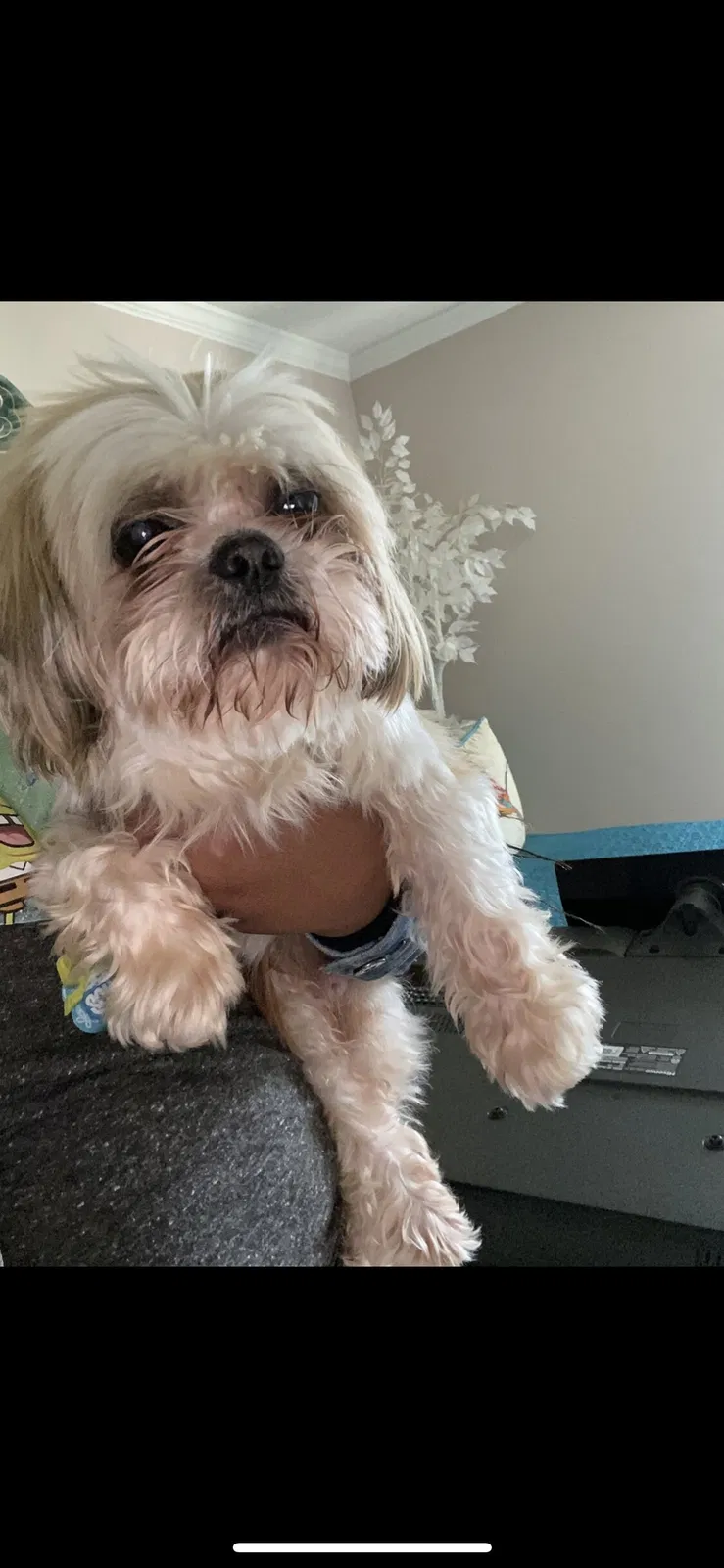 Lost dog in Charlotte, NC, 28273