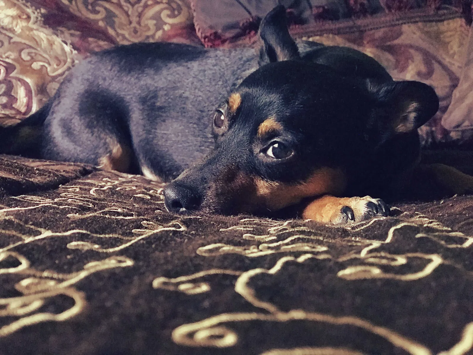 Lost dog in Indianapolis, IN, 46241