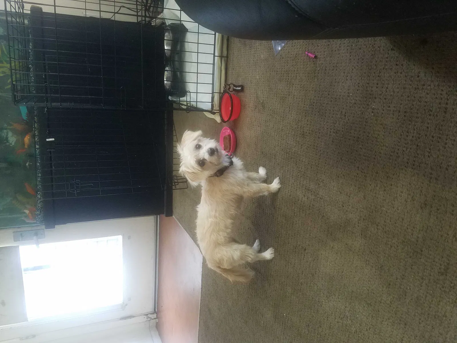 Lost dog in Oakland, CA, 94621