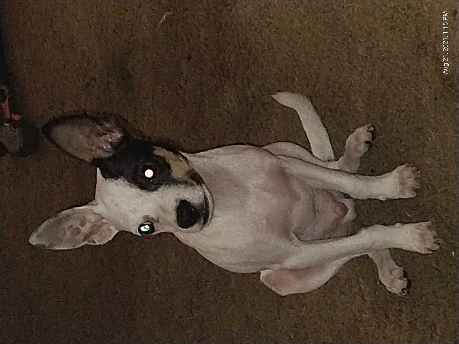 Lost dog in Tulsa, OK, 74133