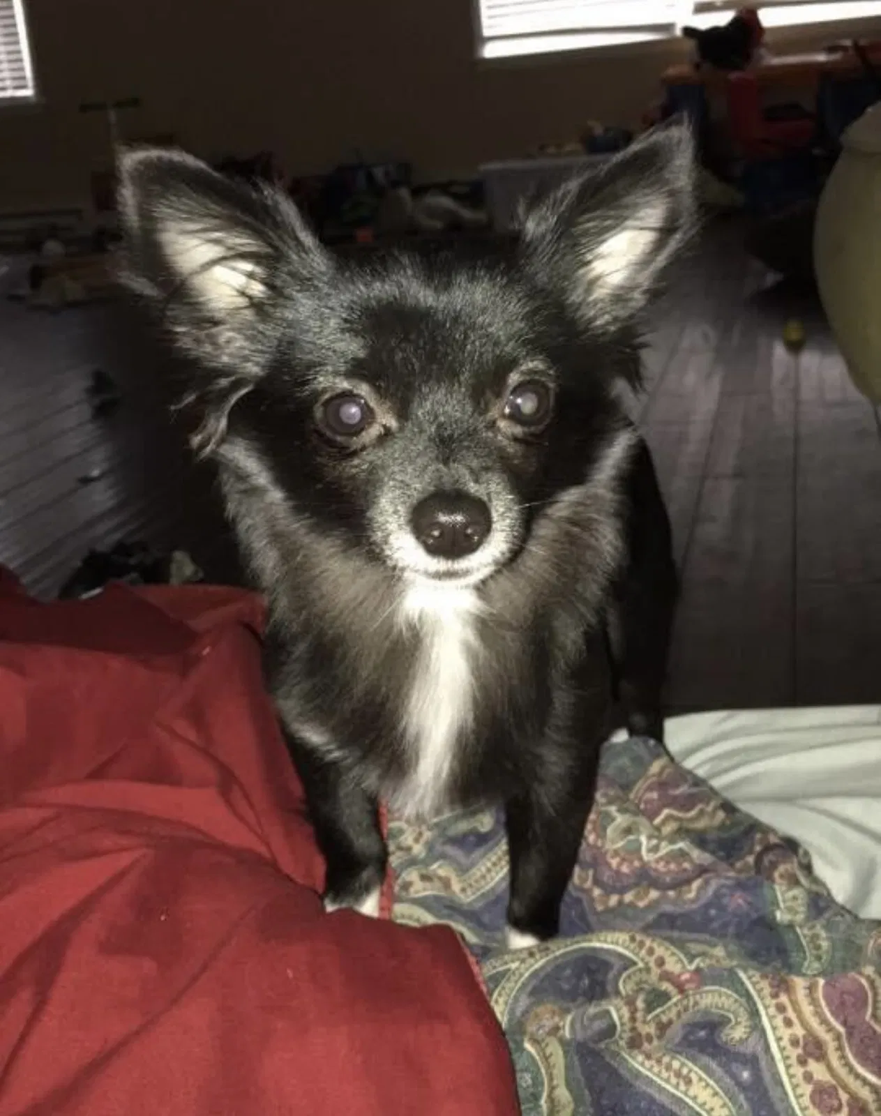 Lost dog in Milford, PA, 18337