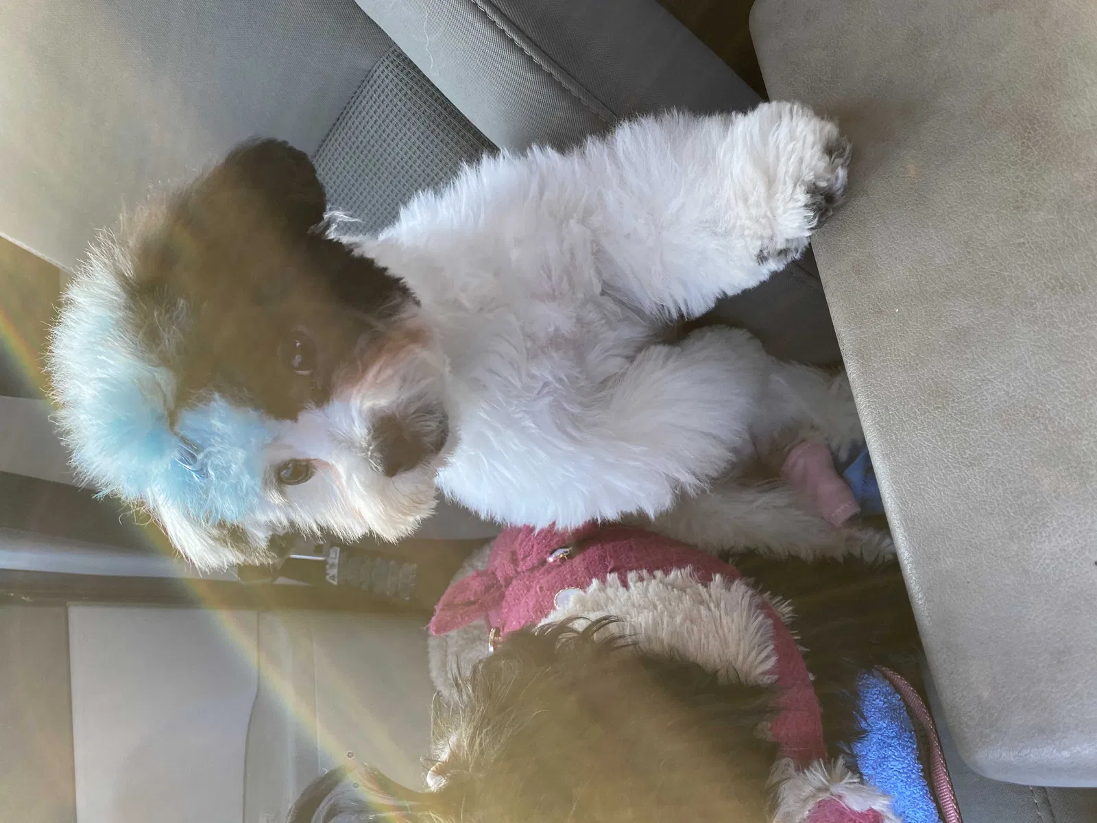 Lost dog in Southfield, MI, 48076