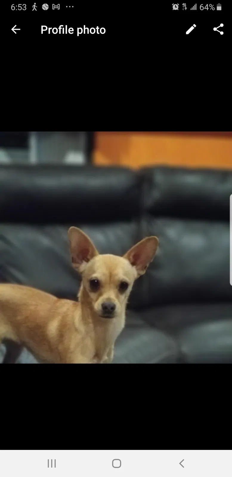 Lost dog in San Diego, CA, 92115