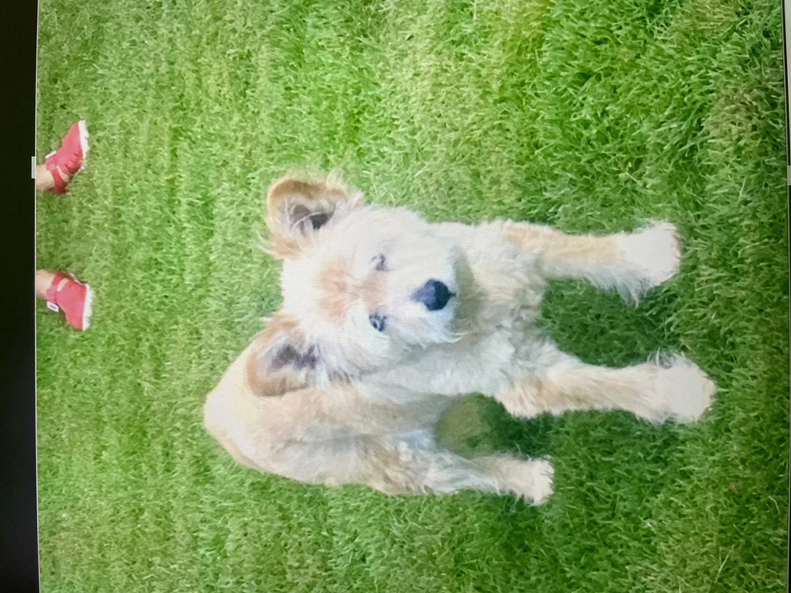 Lost dog in Birmingham, AL, 35242