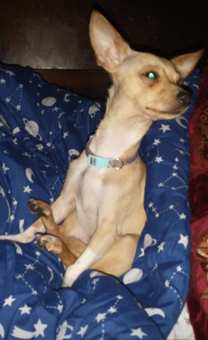 Lost dog in West Haven, CT, 6516