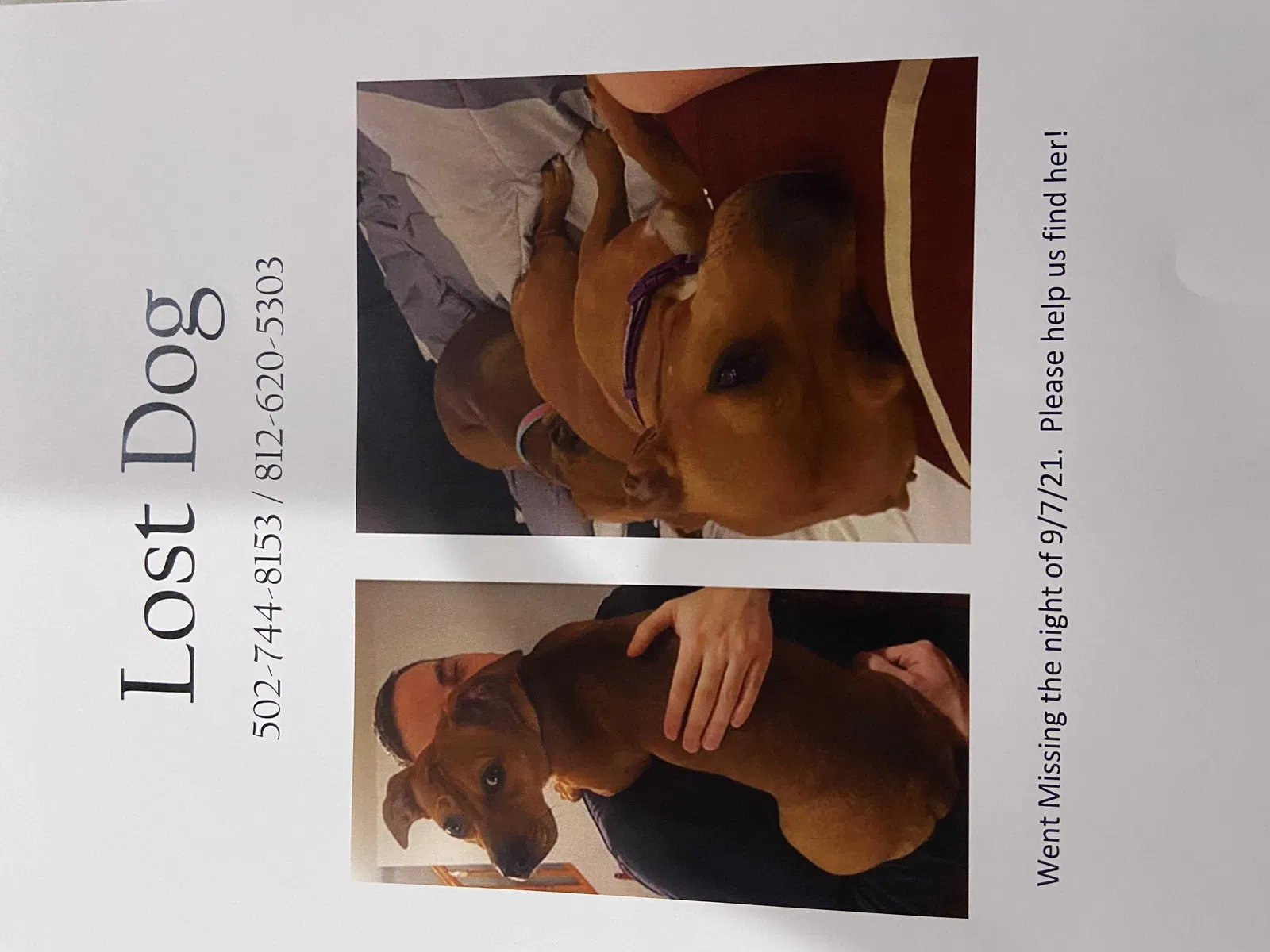 Lost dog in New Albany, IN, 47150
