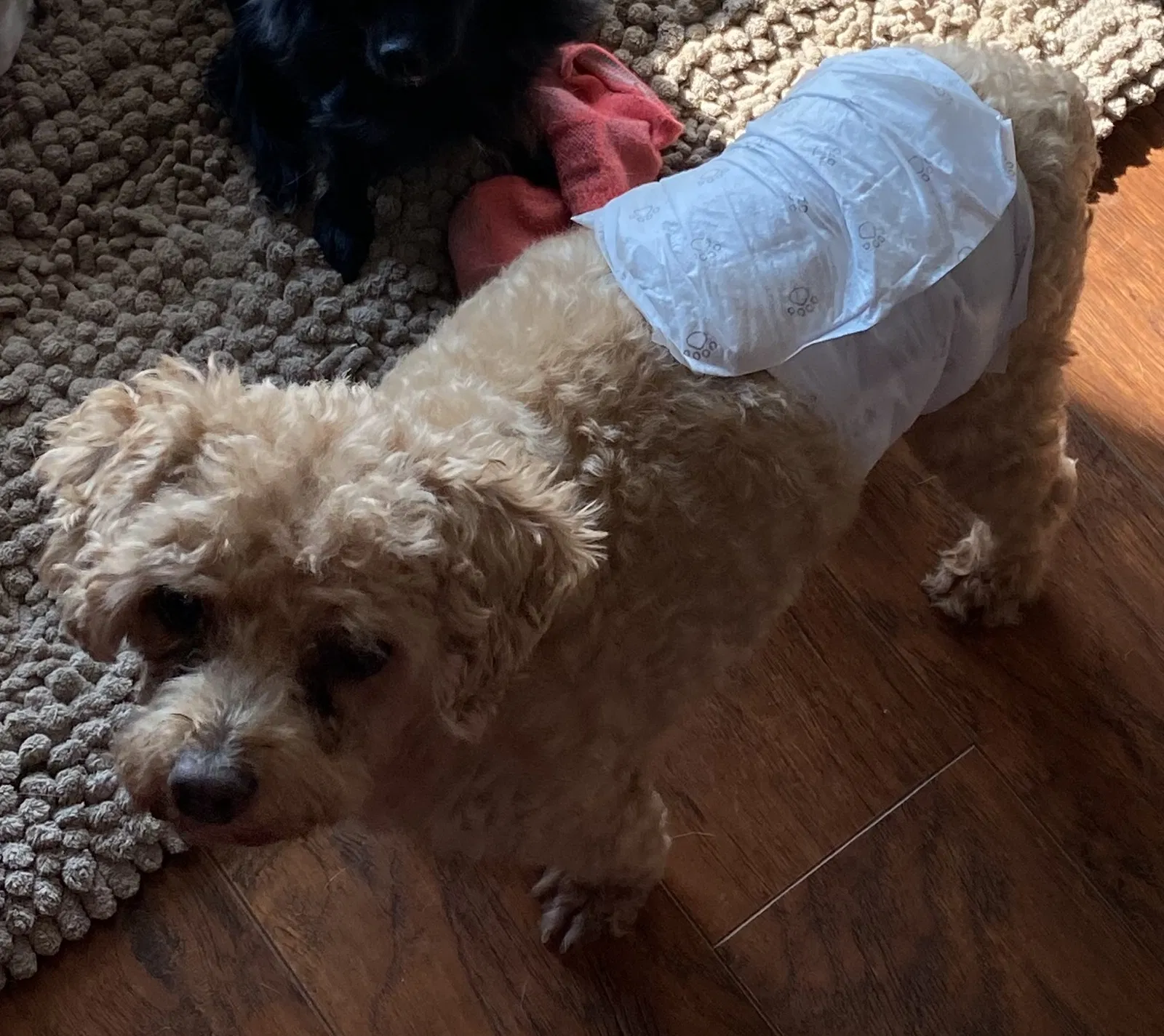 Lost dog in Murfreesboro, TN, 37127