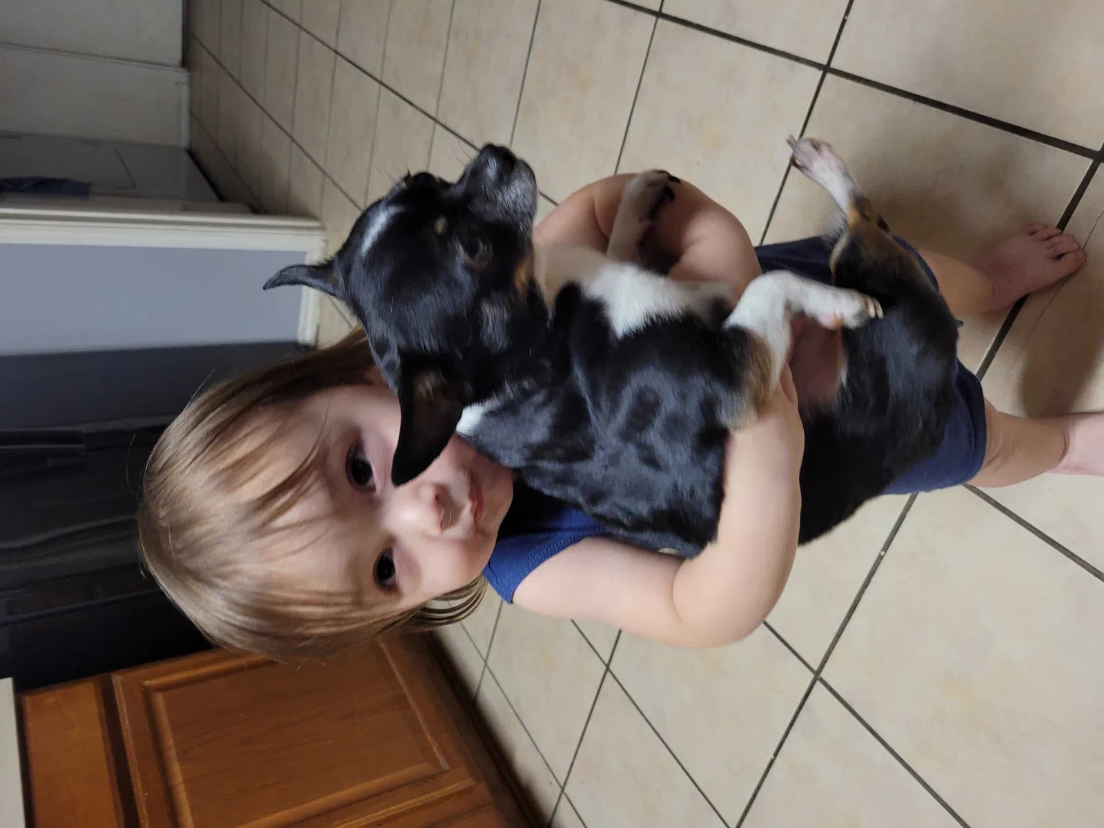 Lost dog in Fort Worth, TX, 76131