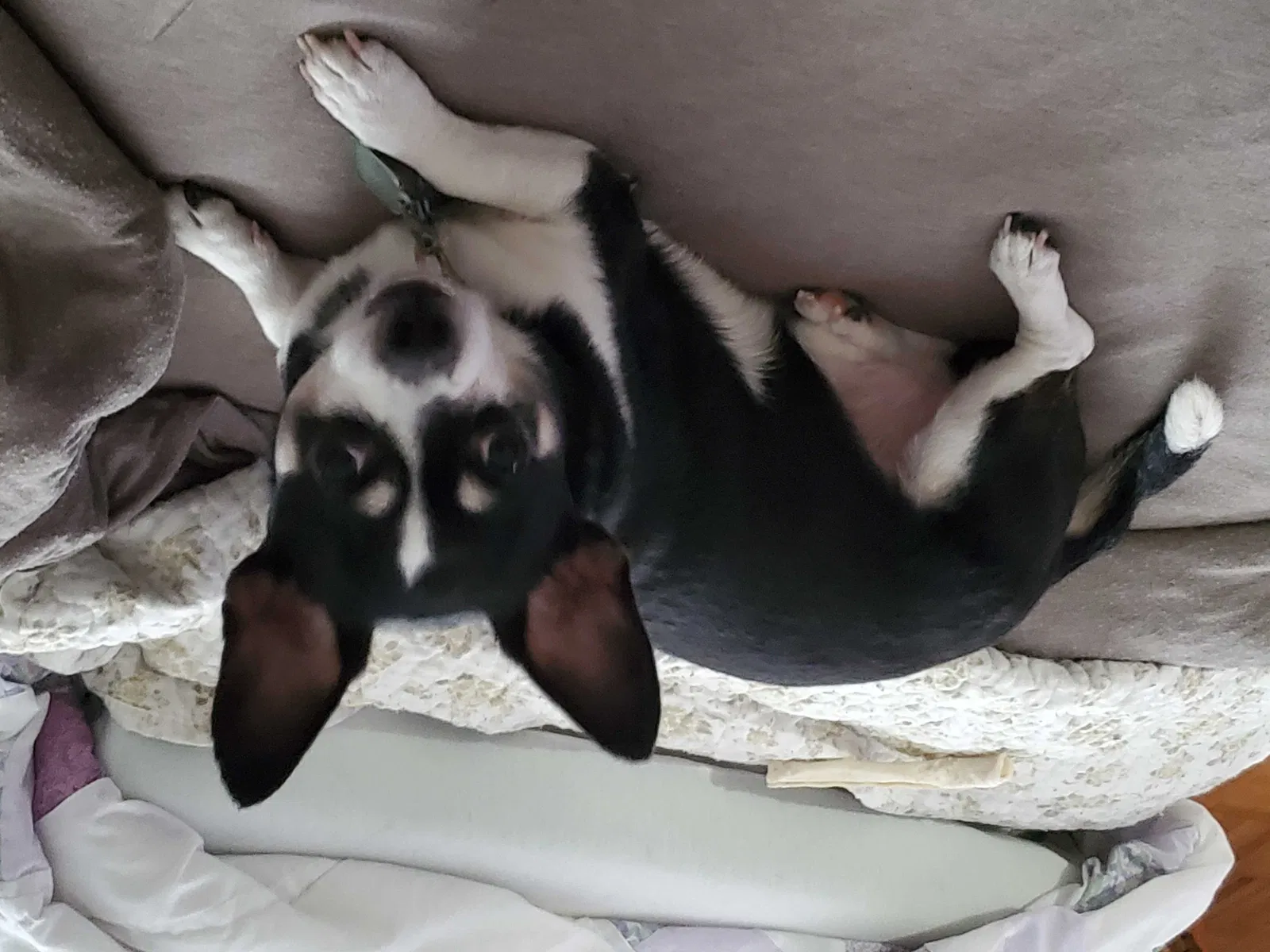Lost dog in Park Hall, MD, 20667