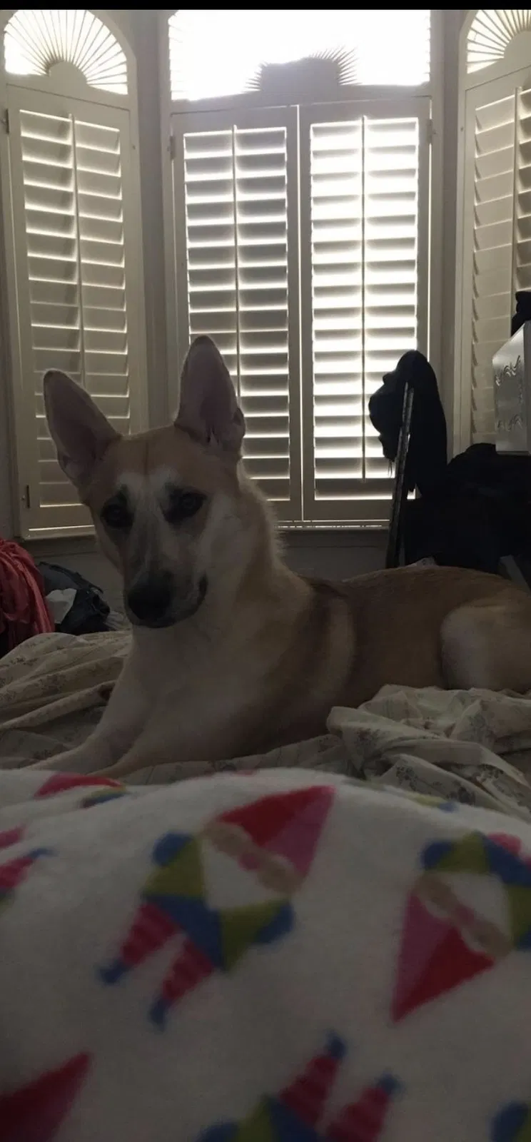 Lost dog in El Paso, TX, 79938