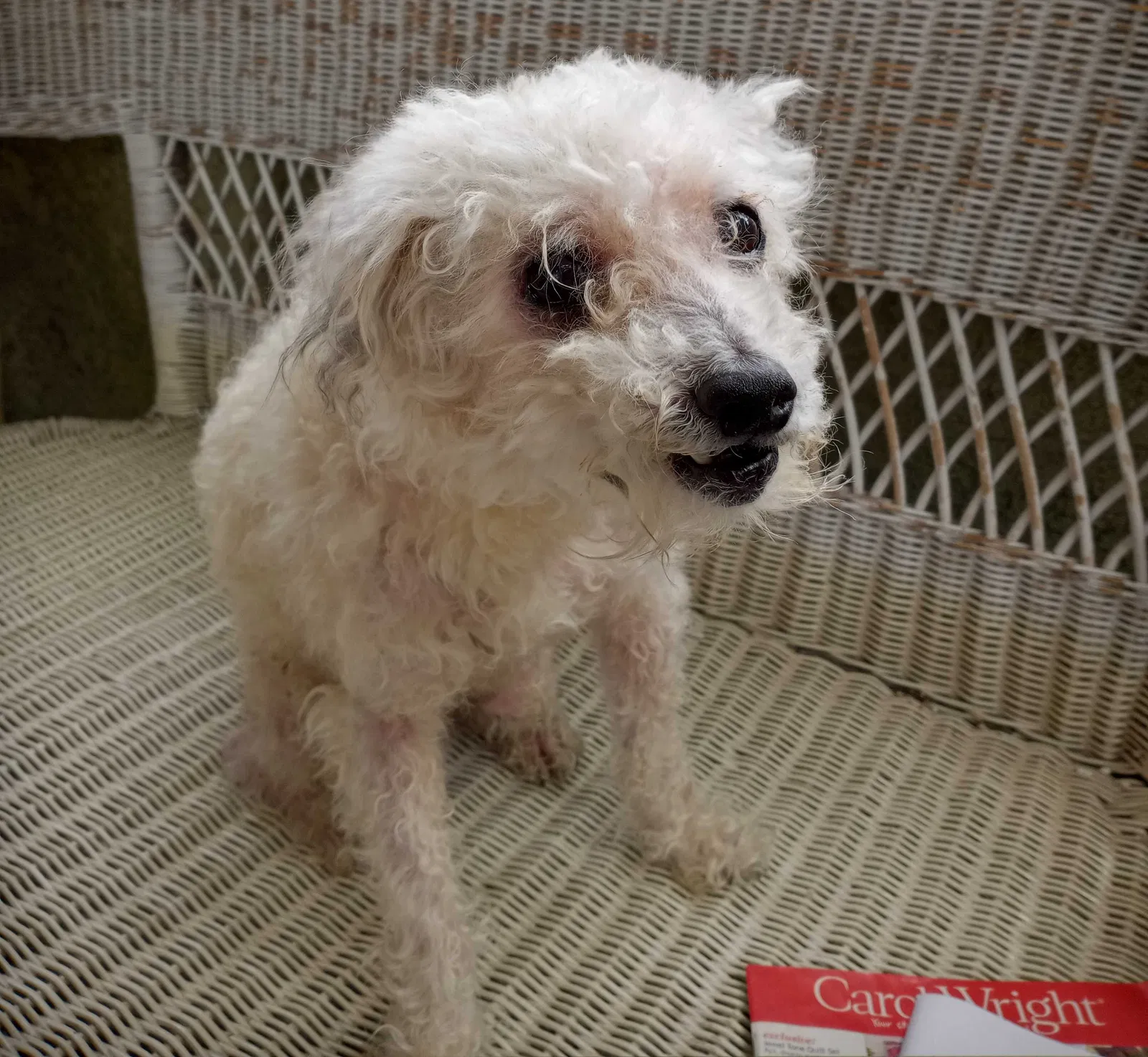 Lost dog in Gardena, CA, 90249