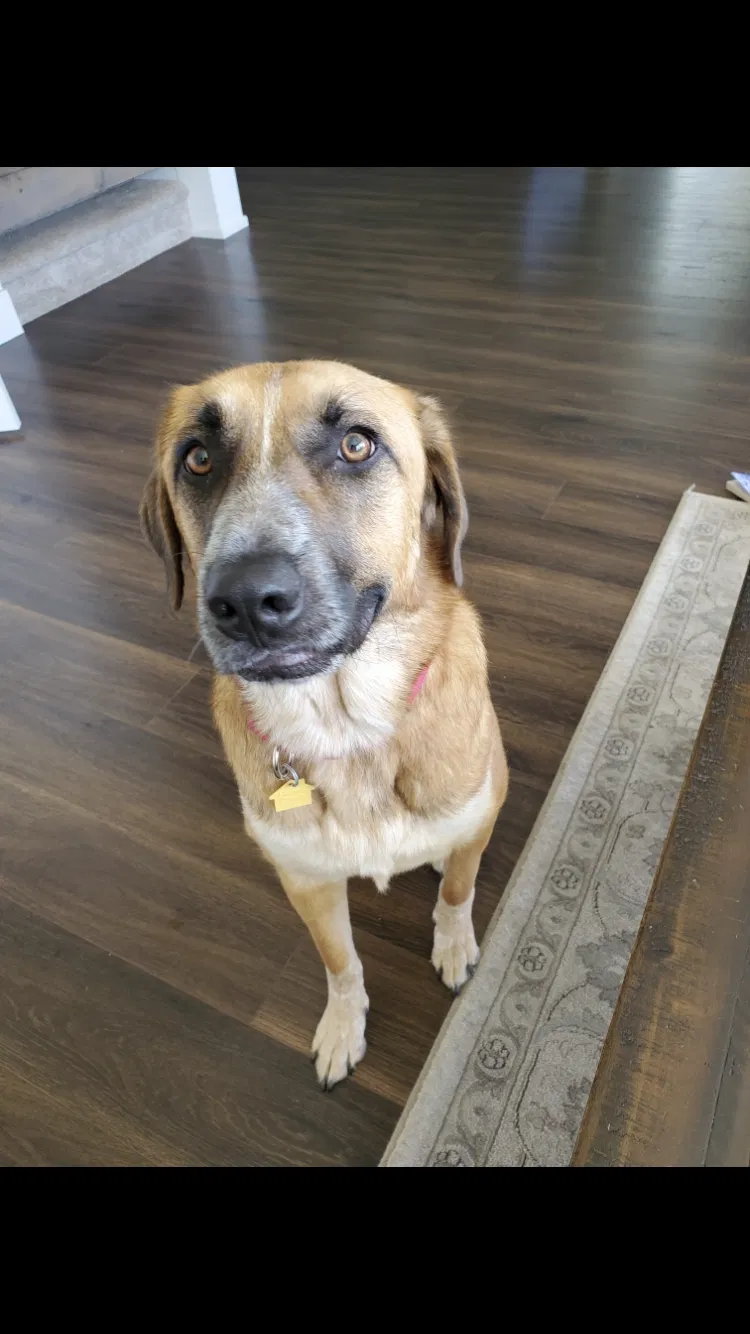 Lost dog in Portland, OR, 97218