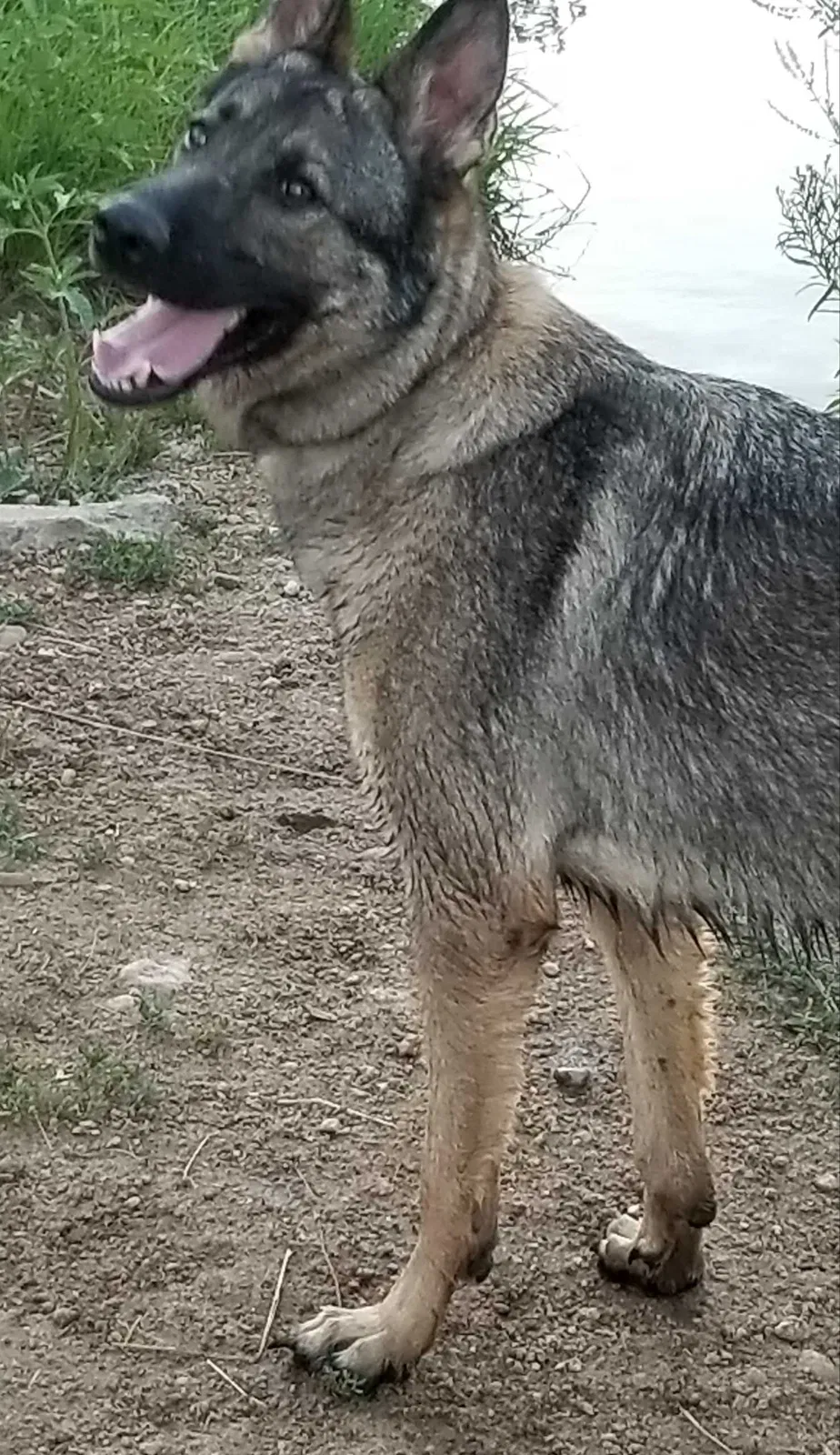 Lost dog in Arvada, CO, 80003