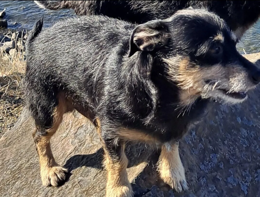 Lost dog in Elyria, OH, 44035