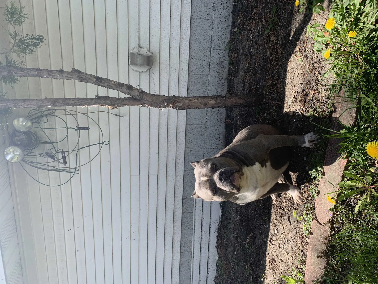 Lost dog in Minneapolis, MN, 55411