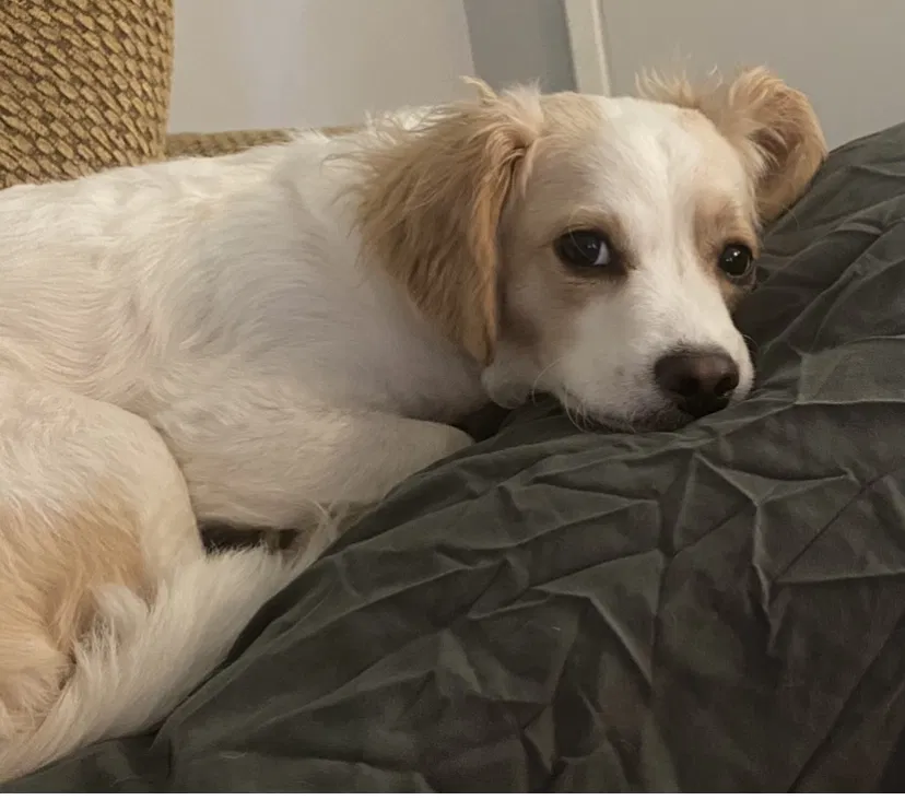 Lost dog in Hanford, CA, 93230