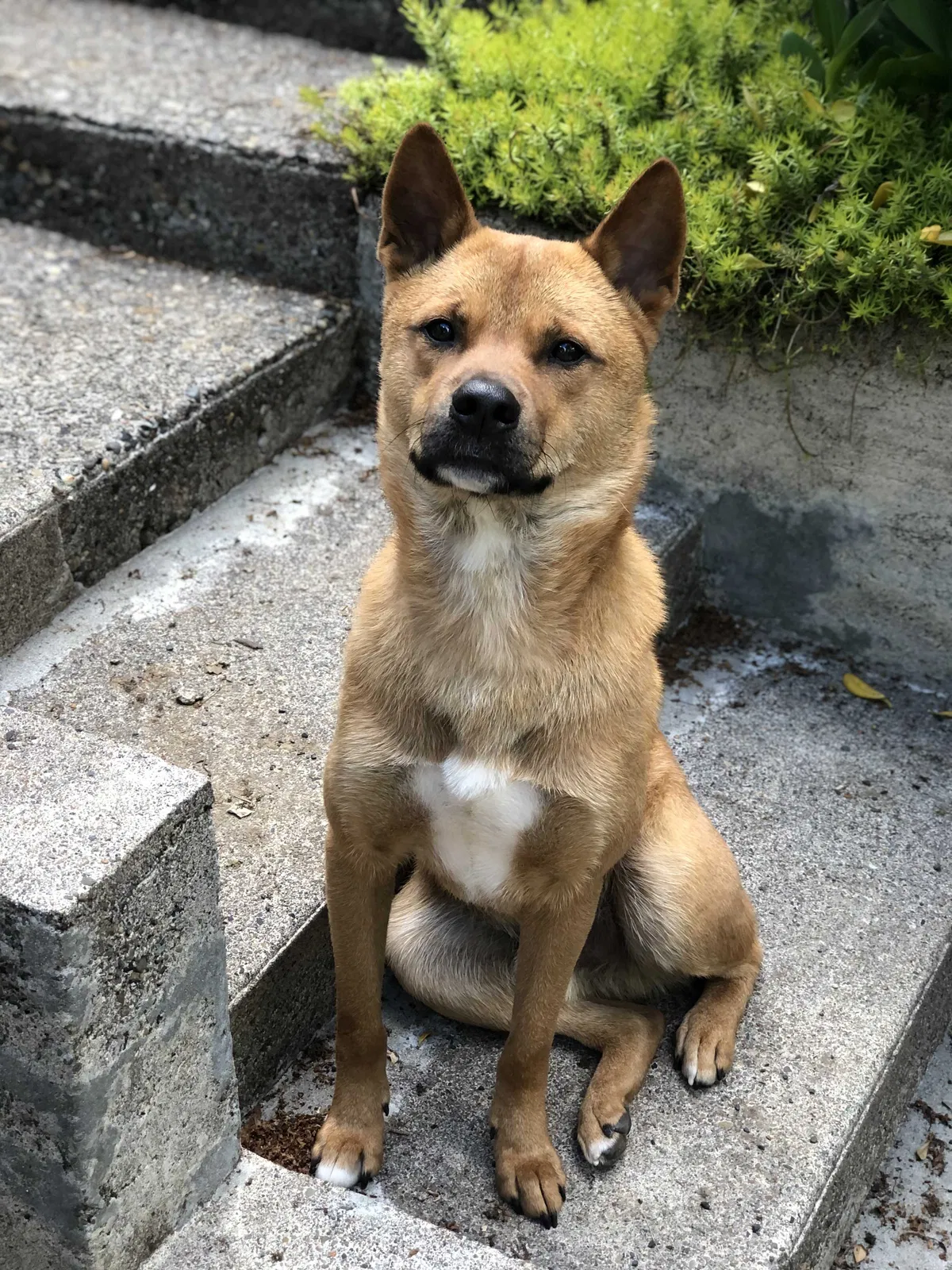 Lost dog in Seattle, WA, 98126