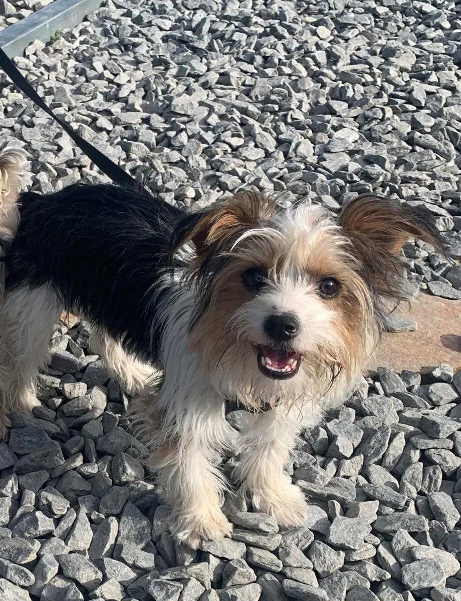 Lost dog in Mount Airy, NC, 27030