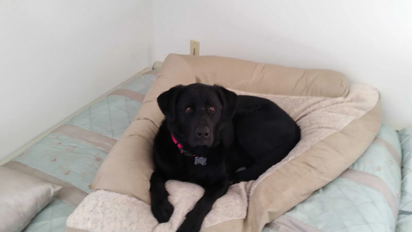 Lost dog in Montrose, CO, 81401