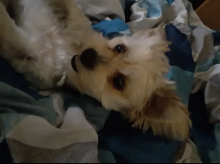 Lost dog in Las Vegas, NV, 89110