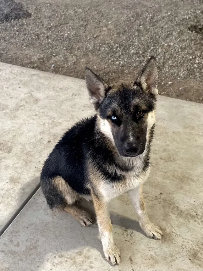 Lost dog in Escalon, CA, 95320