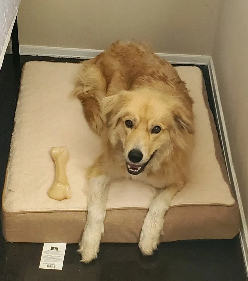 Lost dog in Augusta, GA, 30906