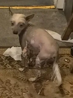 Lost dog in Anderson, SC, 29625