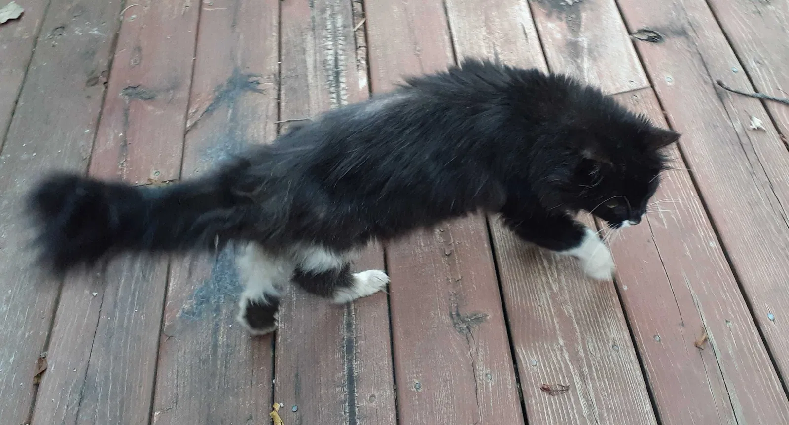 Found cat in Grand Blanc, MI, 48439